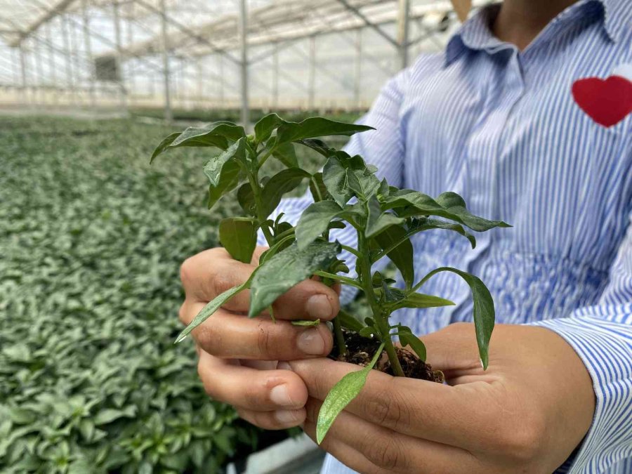 Antalyalı Çiftçilerin Domatese Talebi Yüzde 30 Arttı