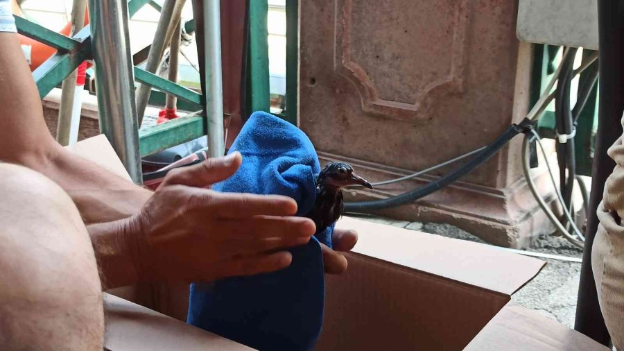 Gondol Bu Kez Minik Can İçin Hareket Etti