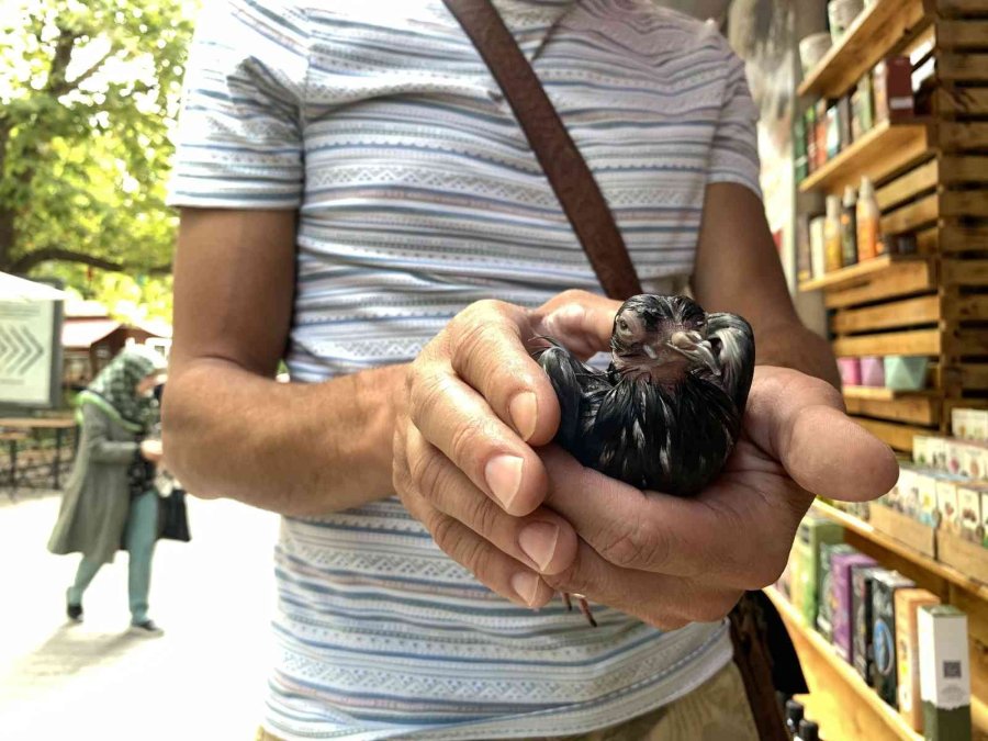 Gondol Bu Kez Minik Can İçin Hareket Etti