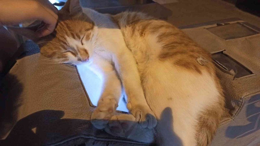 Turnikeye Yatan Kedinin Rahatlığı İlgi Odağı Oldu