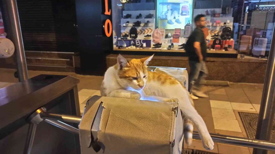 Turnikeye Yatan Kedinin Rahatlığı İlgi Odağı Oldu