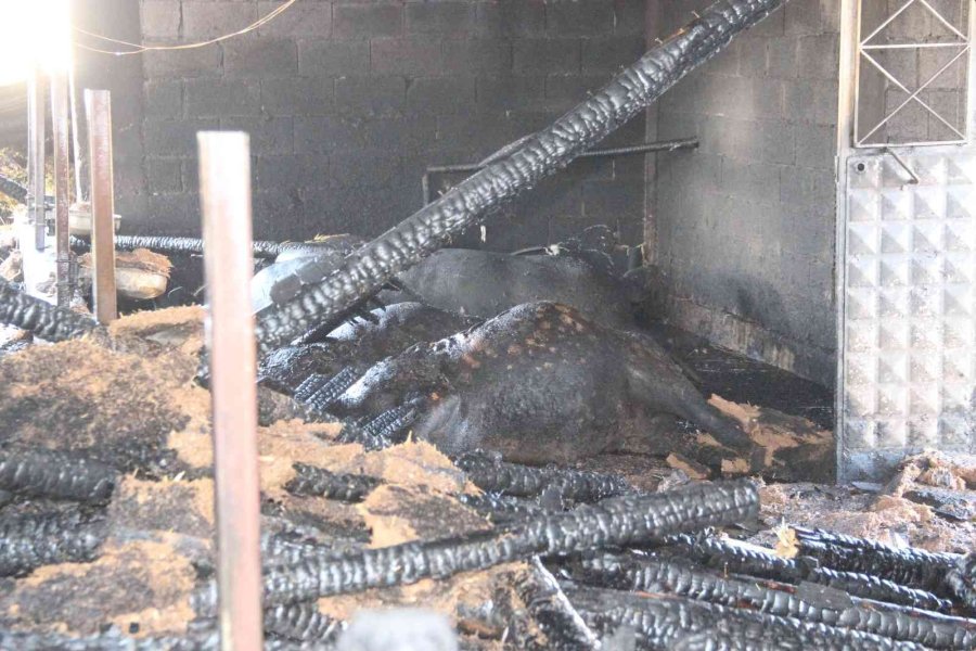 Karaman’da Ahır Yangınında 5 Büyükbaş Hayvan Telef Oldu