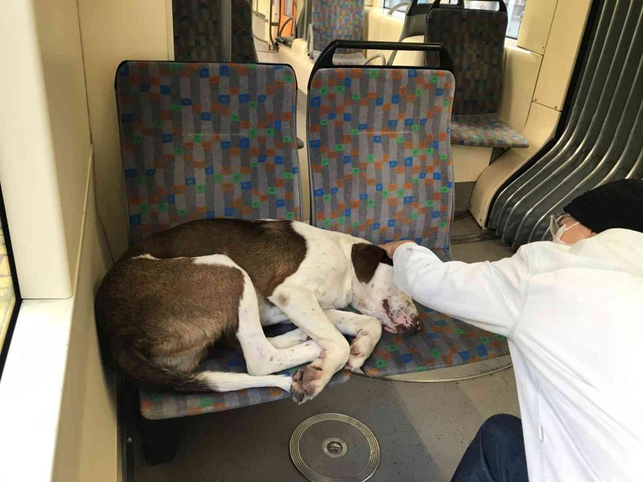 Tramvayın Sevimli Yolcusu Uyuyarak Şehri Gezdi