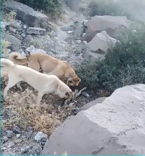 Köpek Dövüşünü Sosyal Medyadan Yayınlayan Şahsa İşlem Yapıldı
