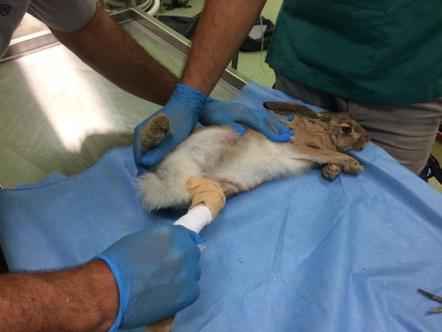 Yaralı Yaban Tavşanı Tedavi Altına Alındı