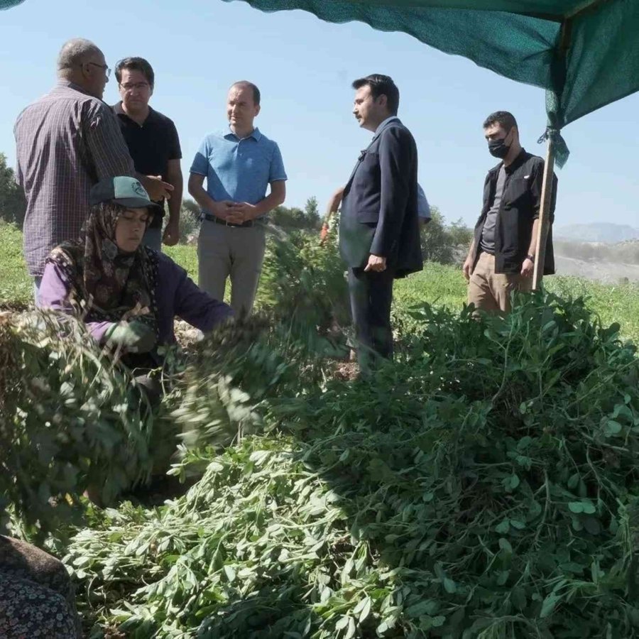 Mut’ta Yer Fıstığında 800 Ton Rekolte Bekleniyor