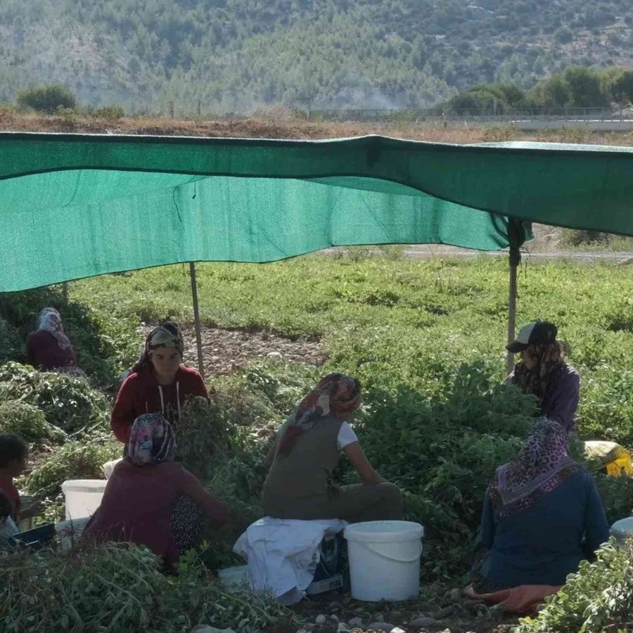 Mut’ta Yer Fıstığında 800 Ton Rekolte Bekleniyor