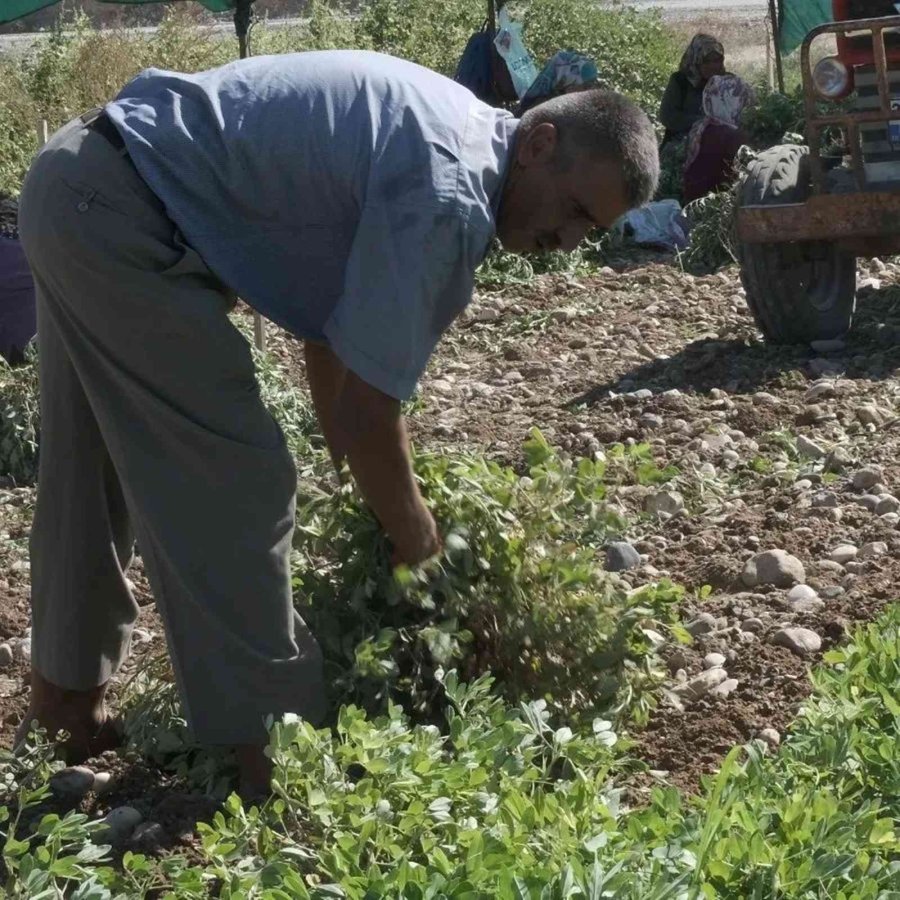 Mut’ta Yer Fıstığında 800 Ton Rekolte Bekleniyor