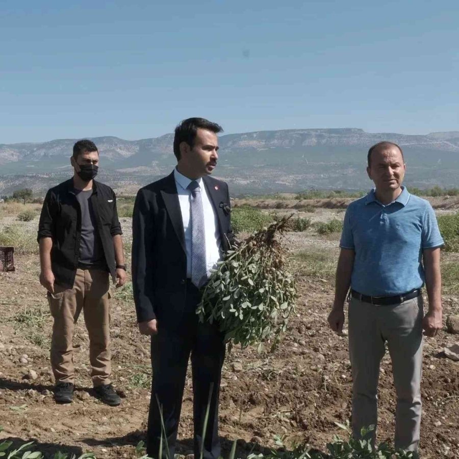 Mut’ta Yer Fıstığında 800 Ton Rekolte Bekleniyor