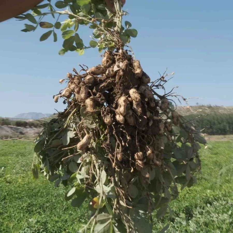 Mut’ta Yer Fıstığında 800 Ton Rekolte Bekleniyor