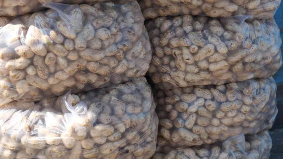 Mut’ta Yer Fıstığında 800 Ton Rekolte Bekleniyor