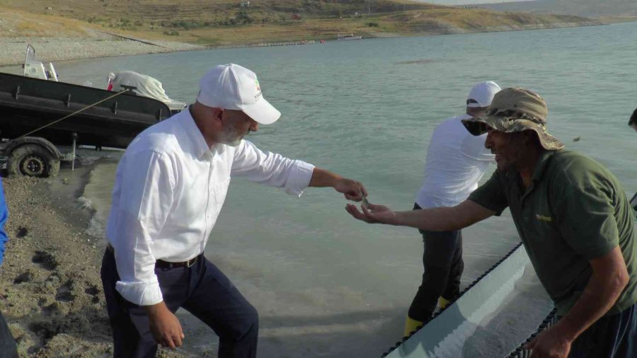 Kayseri’de 2 Milyon Yavru Sazan Balığı Sularla Buluşturuldu