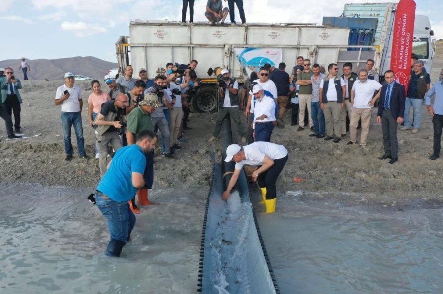 Kayseri’de 2 Milyon Yavru Sazan Balığı Sularla Buluşturuldu
