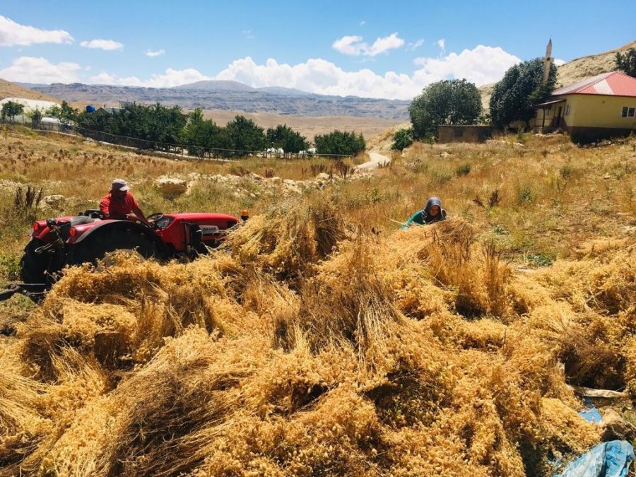 Gazipaşa’da Nohut Hasadı Başladı