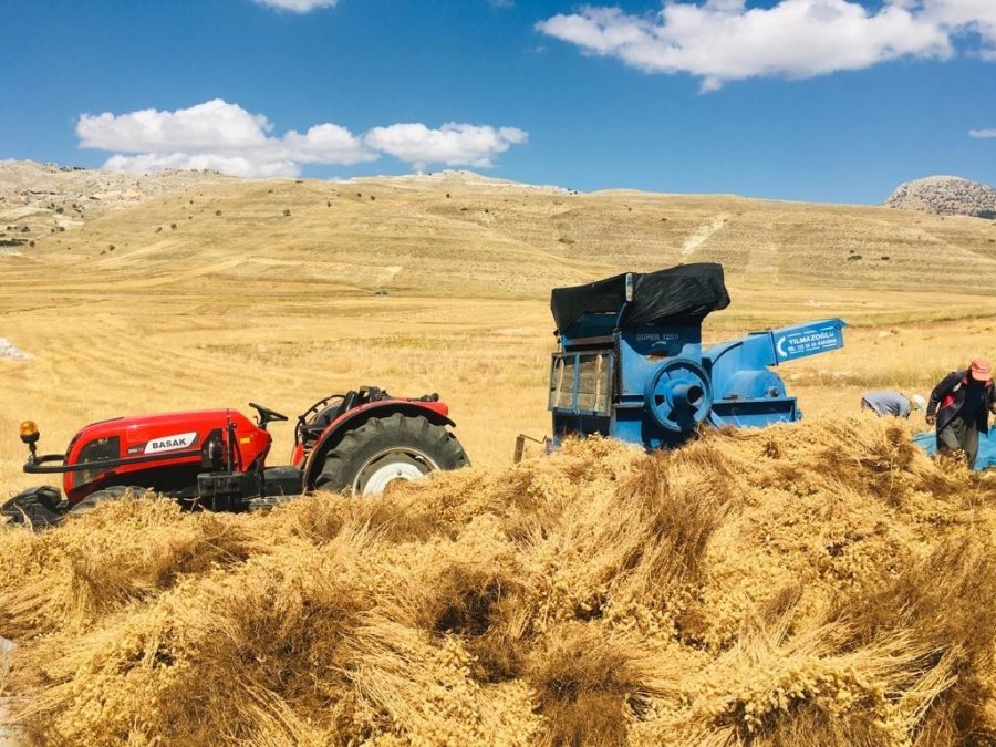 Gazipaşa’da Nohut Hasadı Başladı