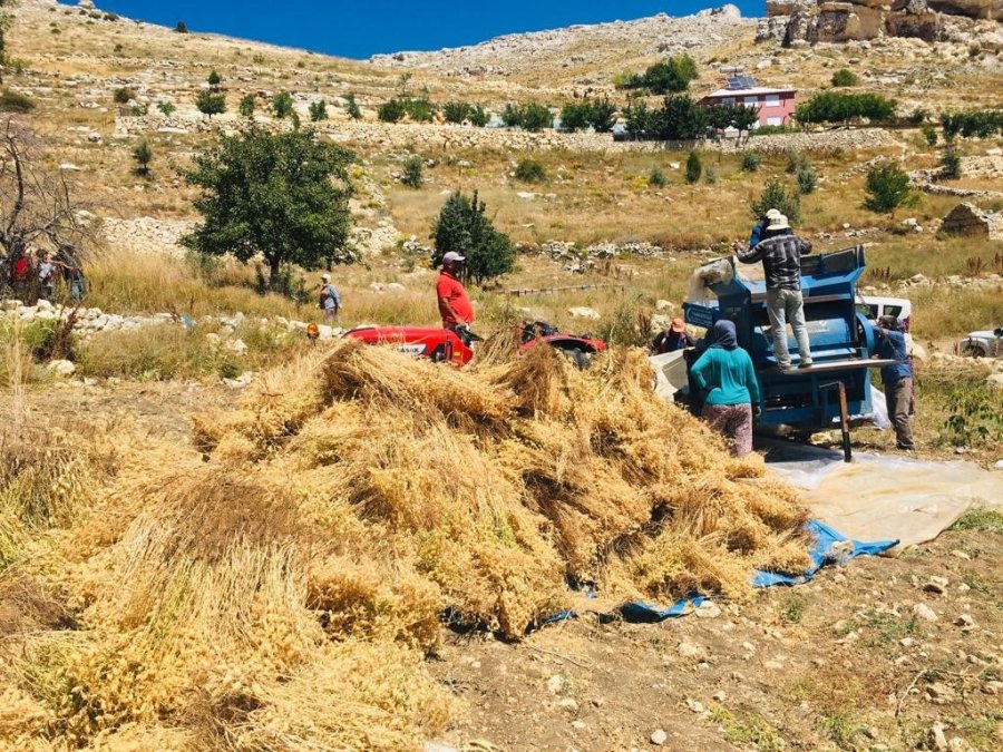 Gazipaşa’da Nohut Hasadı Başladı