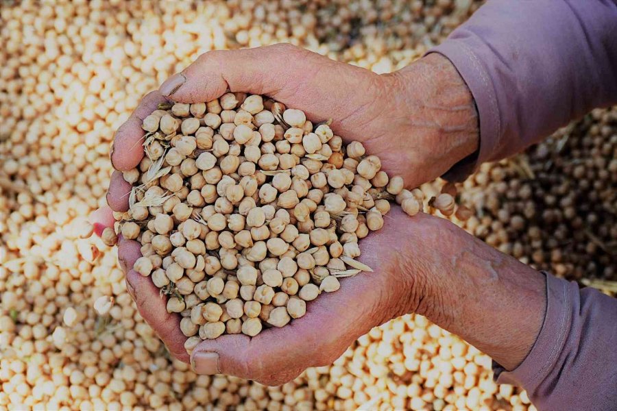 Gazipaşa’da Nohut Hasadı Başladı