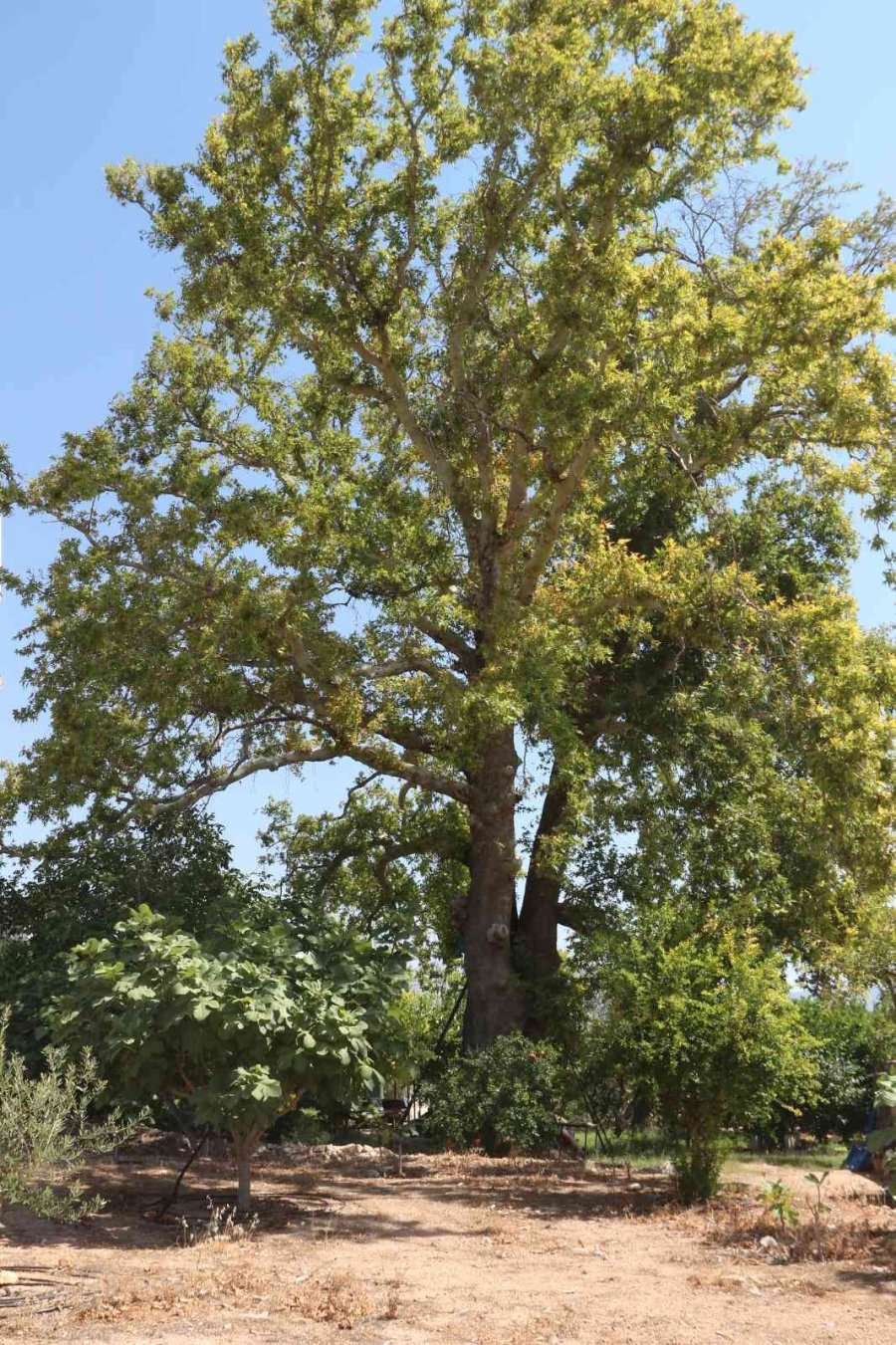 Asırlık Çınar Ağacının Korumaya Alınması İstendi