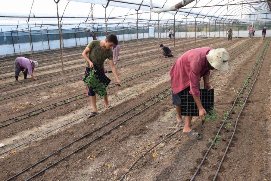 Antalya’da 62 Milyon 500 Bin Domates Fidesi Toprakla Buluşuyor