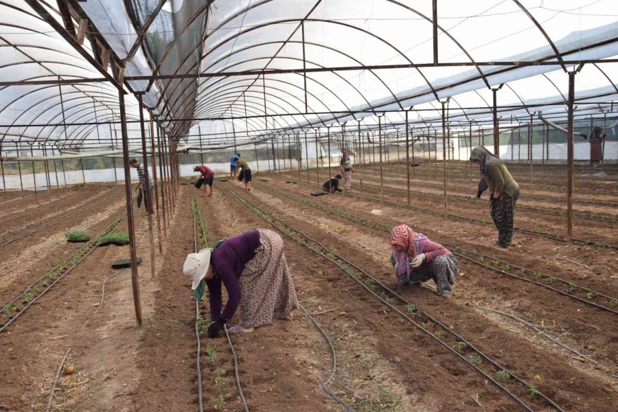 Antalya’da 62 Milyon 500 Bin Domates Fidesi Toprakla Buluşuyor