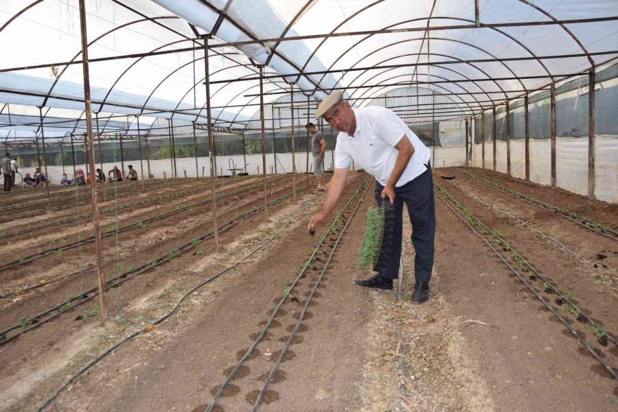 Antalya’da 62 Milyon 500 Bin Domates Fidesi Toprakla Buluşuyor