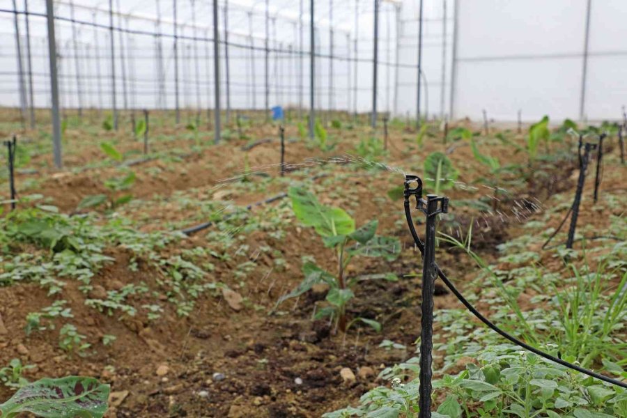 Toprakları Suya Kavuşan Manavgatlı Çiftçinin Yüzü Güldü