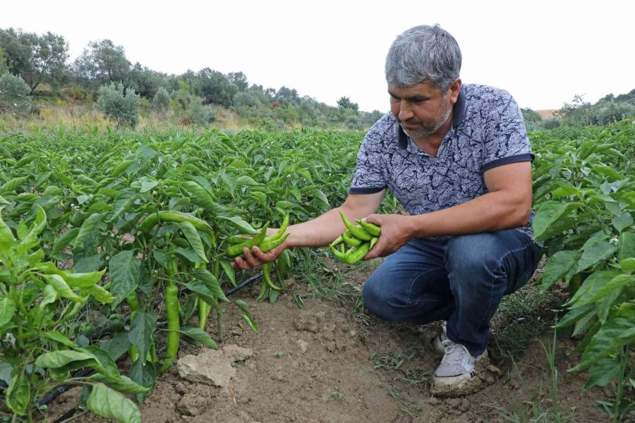 Toprakları Suya Kavuşan Manavgatlı Çiftçinin Yüzü Güldü