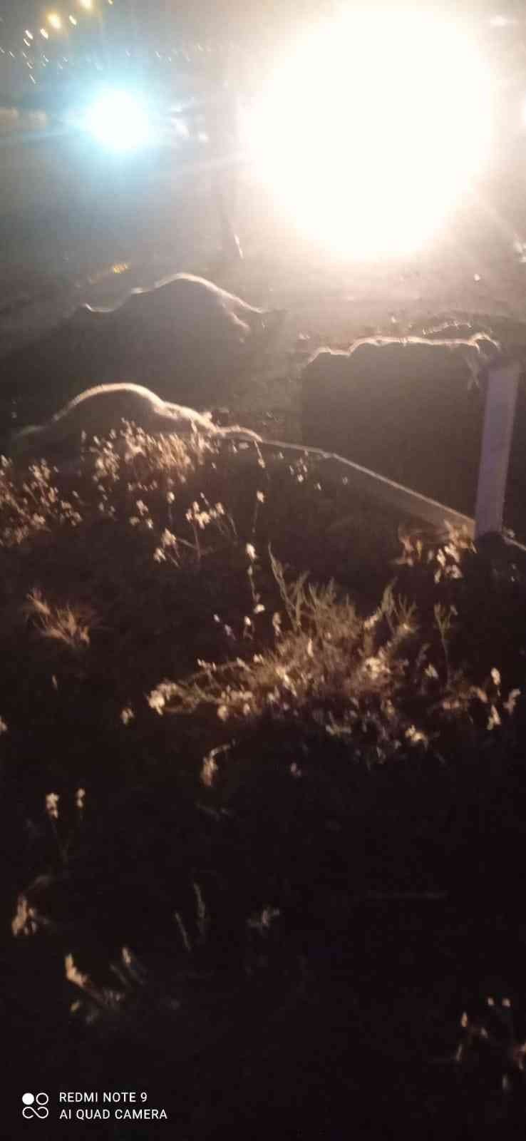 Ambulansın Çarptığı 20 Koyun Telef Oldu