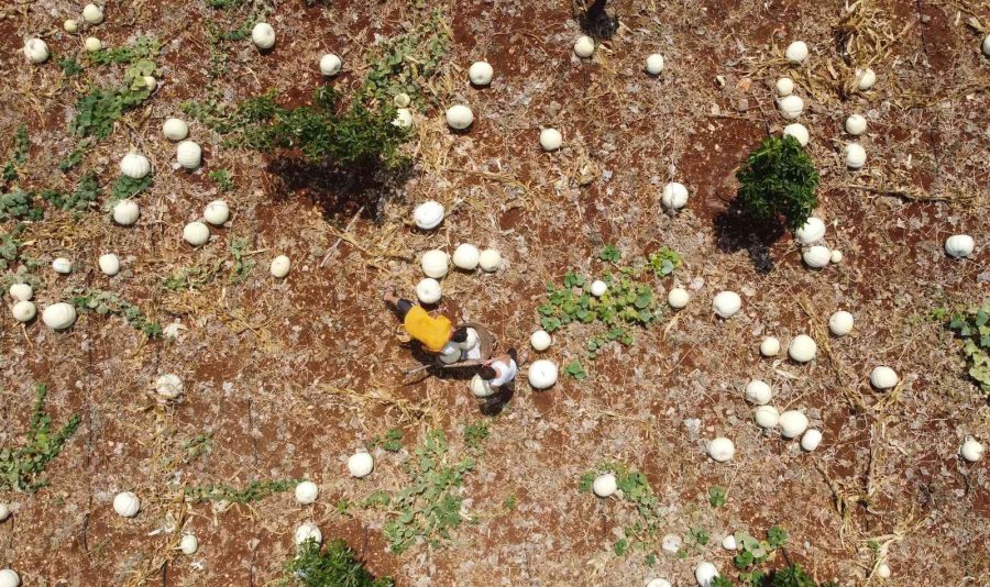 Avokado Bahçesinde Tonlarca Kabak Yetiştirdi