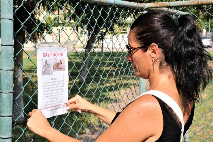 Gözyaşları İçinde Aradığı Sokak Köpeğini Bulana Ödül Verecek