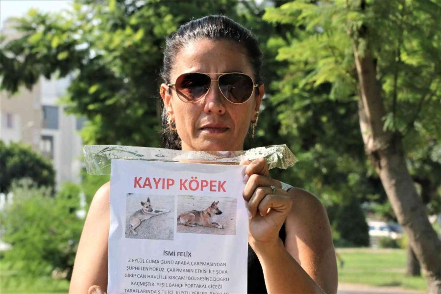 Gözyaşları İçinde Aradığı Sokak Köpeğini Bulana Ödül Verecek