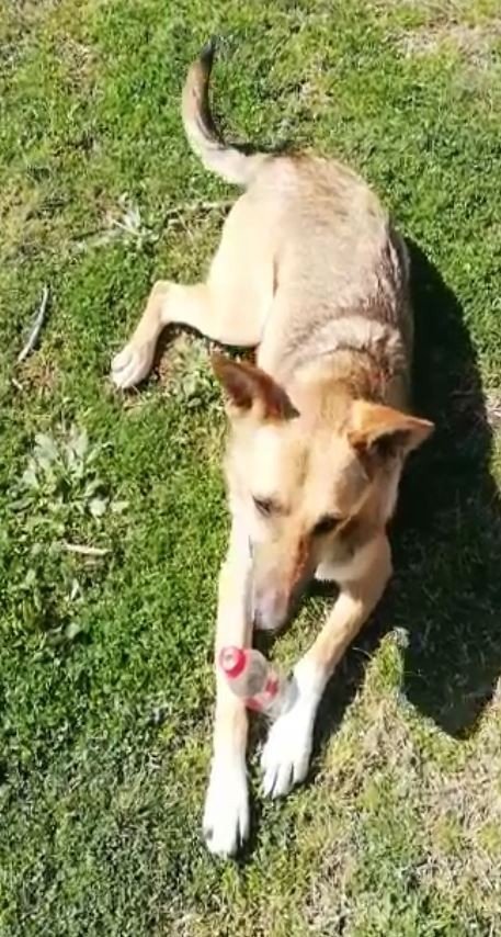 Gözyaşları İçinde Aradığı Sokak Köpeğini Bulana Ödül Verecek