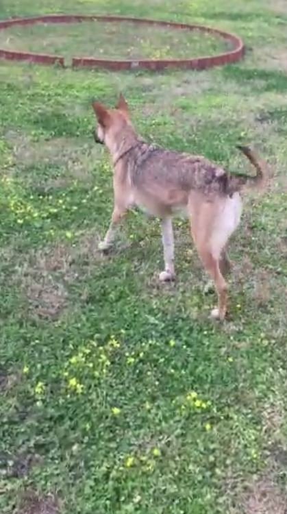 Gözyaşları İçinde Aradığı Sokak Köpeğini Bulana Ödül Verecek