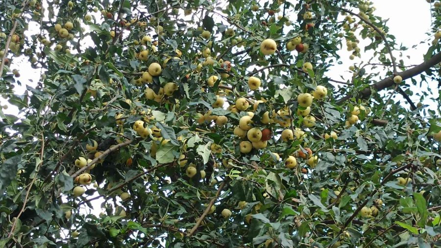 Toplanmayan Elmalar Dalında Çürüdü