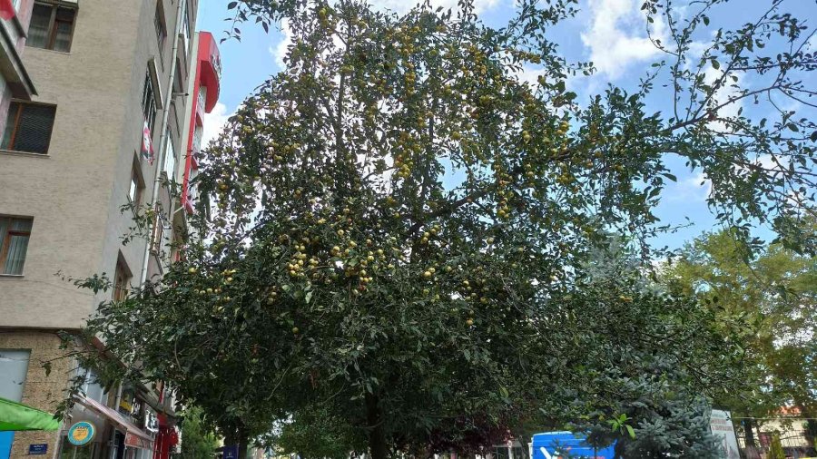 Toplanmayan Elmalar Dalında Çürüdü