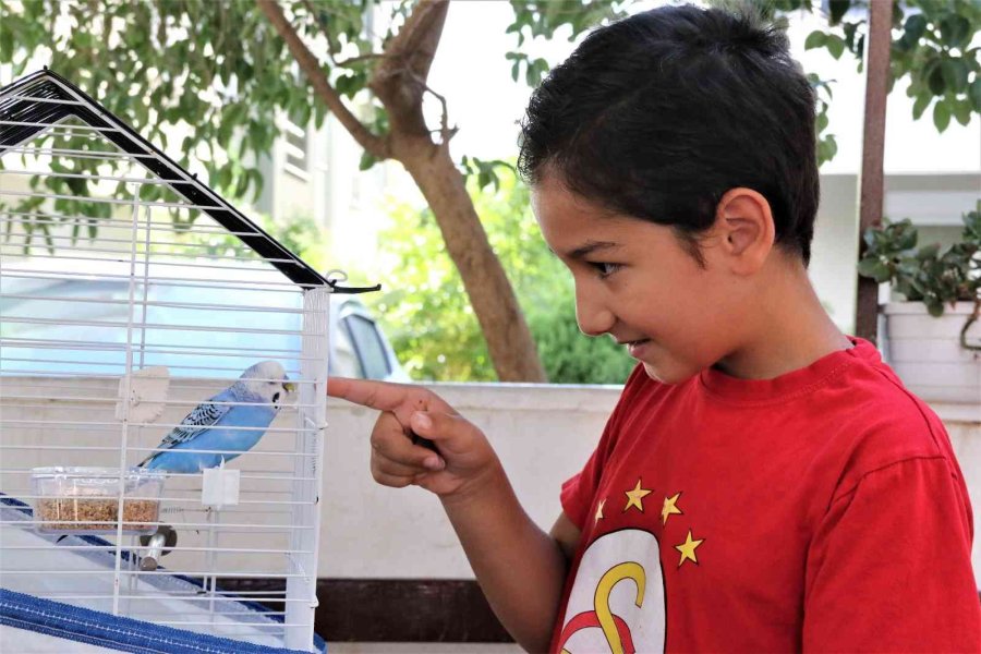 ’hayat Arkadaşım’ Dediği Kuşu Antalya’da Kayboldu, Mersin’de Bulundu