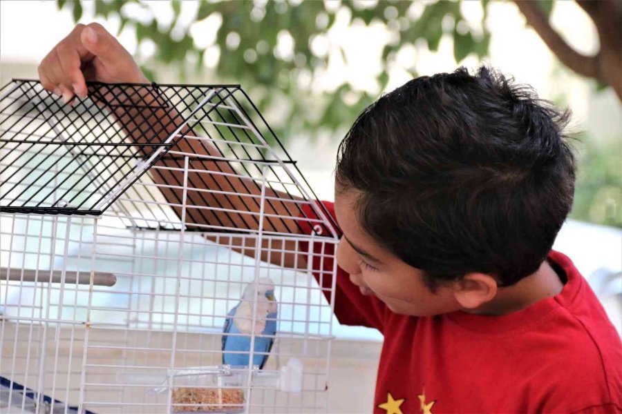 ’hayat Arkadaşım’ Dediği Kuşu Antalya’da Kayboldu, Mersin’de Bulundu
