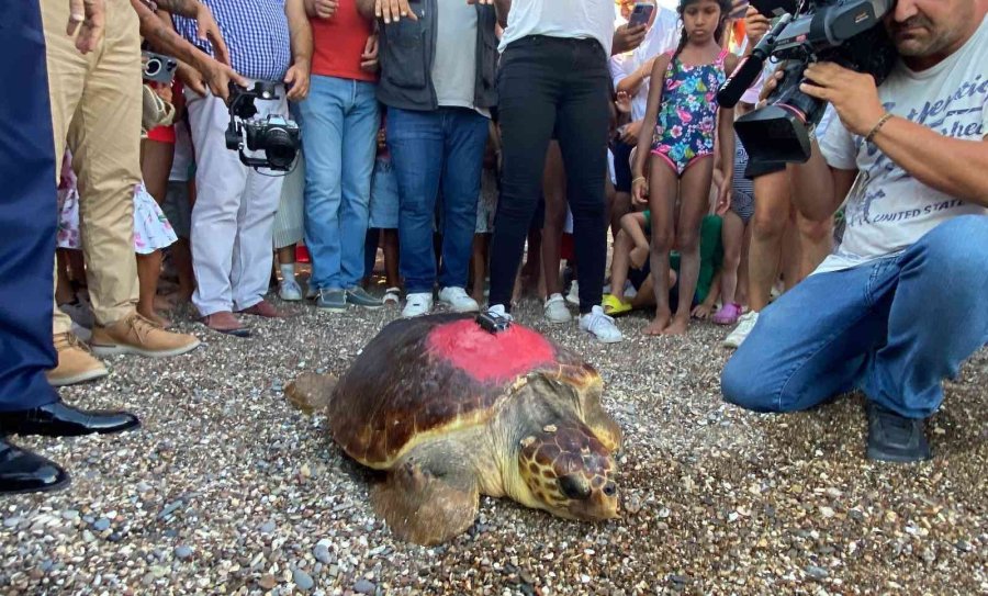 Caretta Caretta ’lara Barış’ın 600 Kilometrelik Yolculuğunu 29 Bin Kişi Görüntüledi