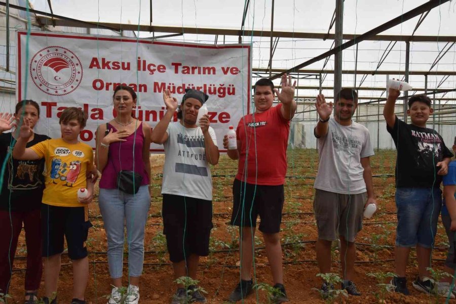 Otizmli Gençler Domates Serasına Faydalı Böcek Bıraktı