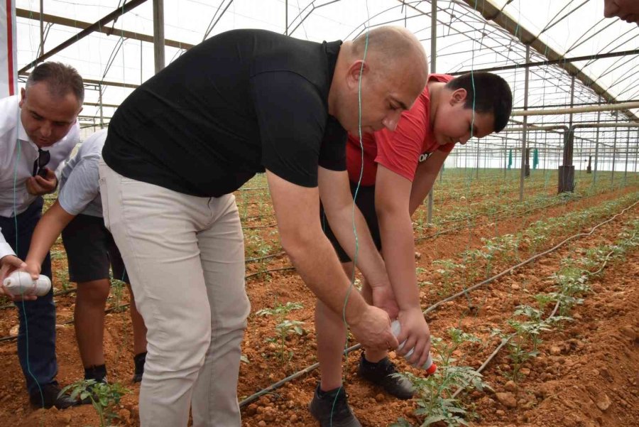 Otizmli Gençler Domates Serasına Faydalı Böcek Bıraktı