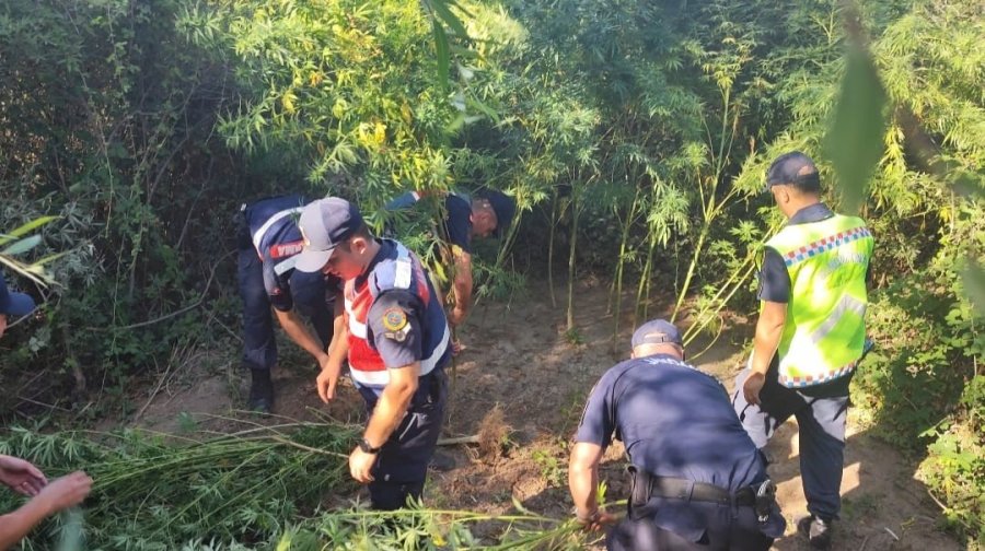 Antalya’da 80 Kök Kenevir Ele Geçirildi