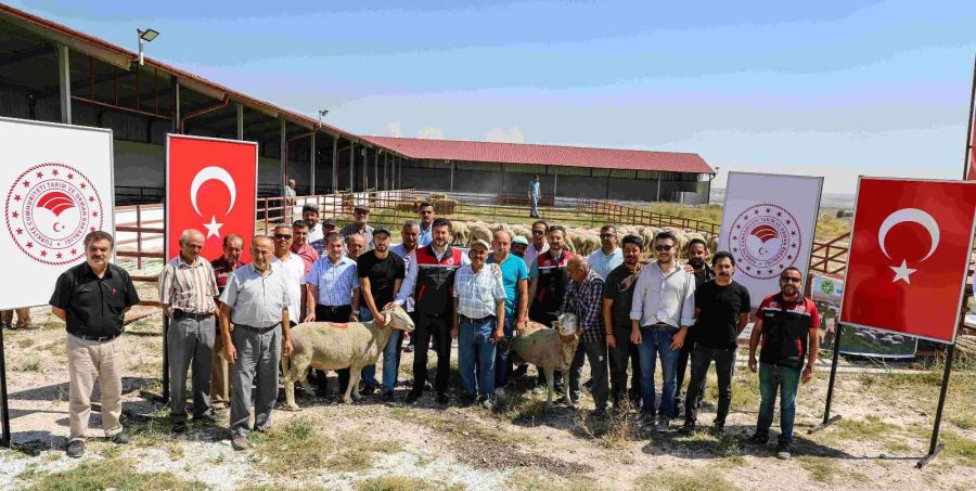 Yüzde 50 Hibeli Damızlık 44 Koç Çekilişle Sahiplerini Buldu