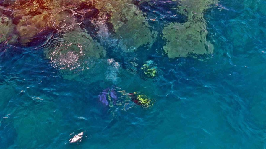 Caretta Carettalara Ölüm Saçan Hayalet Ağlar, Sualtı Robotuyla Temizleniyor