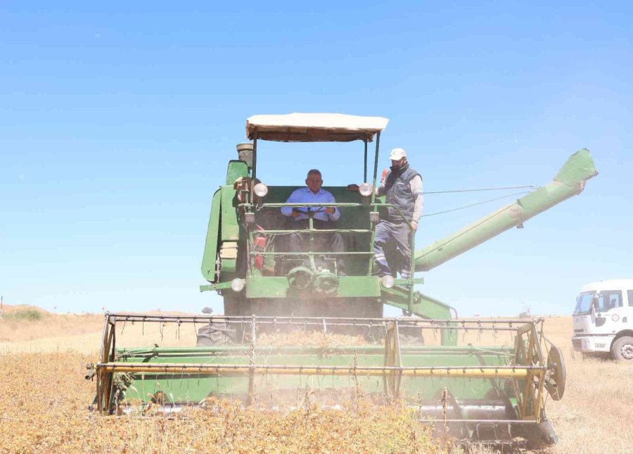 Başkan Büyükkılıç, Bünyan’da Biçerdöver Kullanarak, Aspir Hasadı Yaptı
