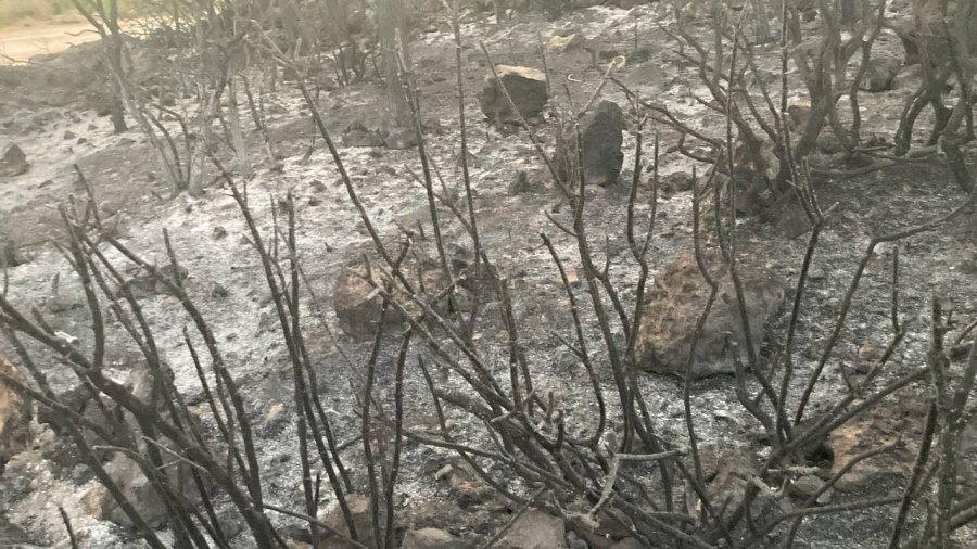 Mersin’deki Orman Yangını, Küle Dönen Bölge Havadan Görüntülendi