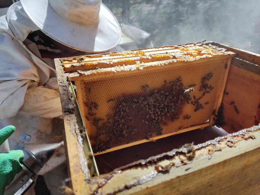 Ziraat Öğrencilerinin Uygulamalı Eğitim Aldığı Kovanlarda Verim Bu Yıl 300 Kiloyu Aşacak