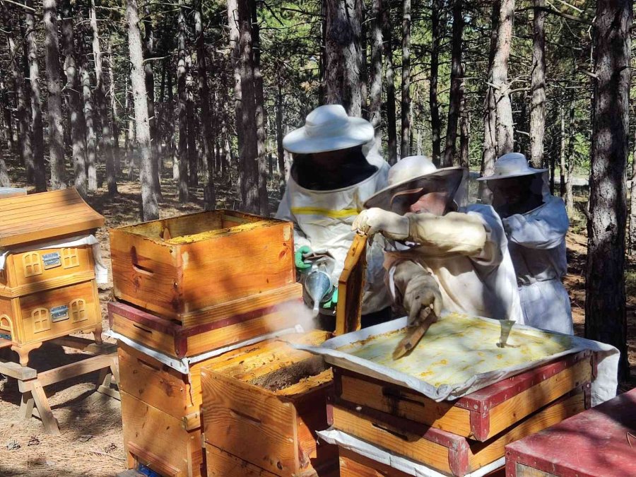Ziraat Öğrencilerinin Uygulamalı Eğitim Aldığı Kovanlarda Verim Bu Yıl 300 Kiloyu Aşacak