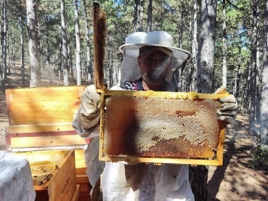 Ziraat Öğrencilerinin Uygulamalı Eğitim Aldığı Kovanlarda Verim Bu Yıl 300 Kiloyu Aşacak