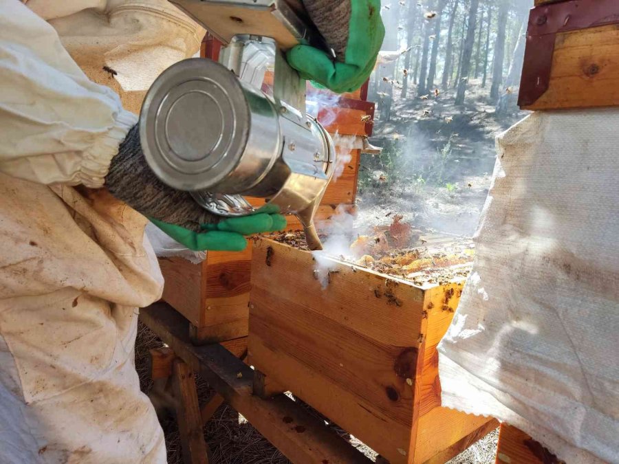 Ziraat Öğrencilerinin Uygulamalı Eğitim Aldığı Kovanlarda Verim Bu Yıl 300 Kiloyu Aşacak