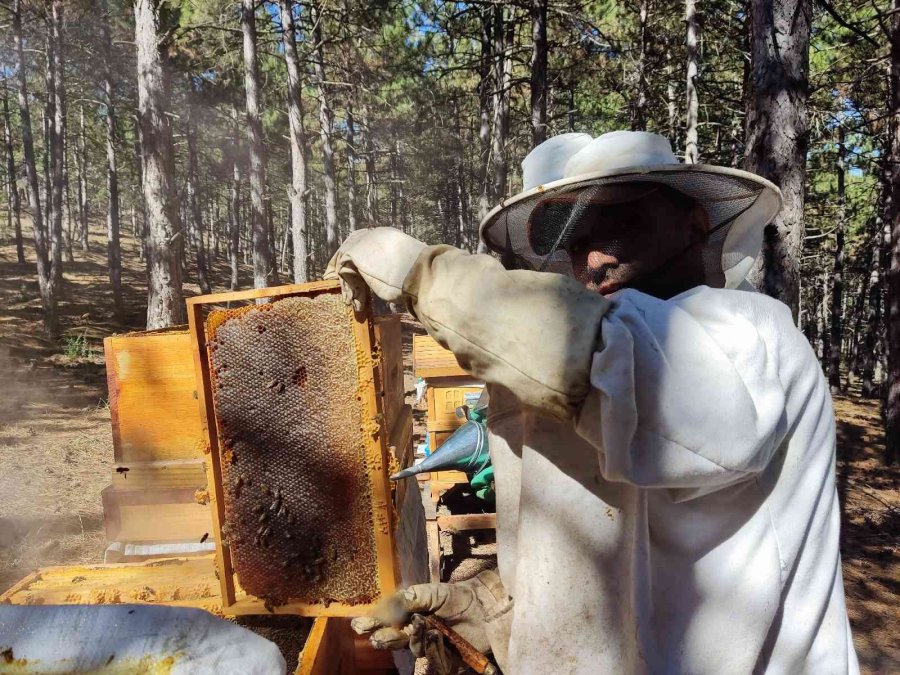 Ziraat Öğrencilerinin Uygulamalı Eğitim Aldığı Kovanlarda Verim Bu Yıl 300 Kiloyu Aşacak